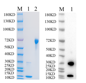 Reducing 4%-20% SDS-PAGE (CBB stained) and WB (Anti-His Mouse Monoclonal antibody) analysis profiles of purified PLIN1.
1. PLIN1: 1 μg
2. BSA: 1 μg